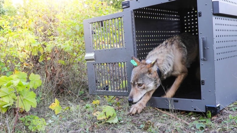 加拿大狼将迁移美国以拯救当地濒临绝灭的狼群