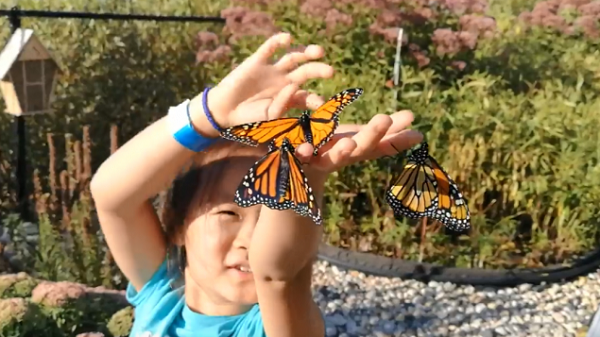 帝王蝶很美，温尼伯一家华人繁育和放飞帝王蝶的故事更美